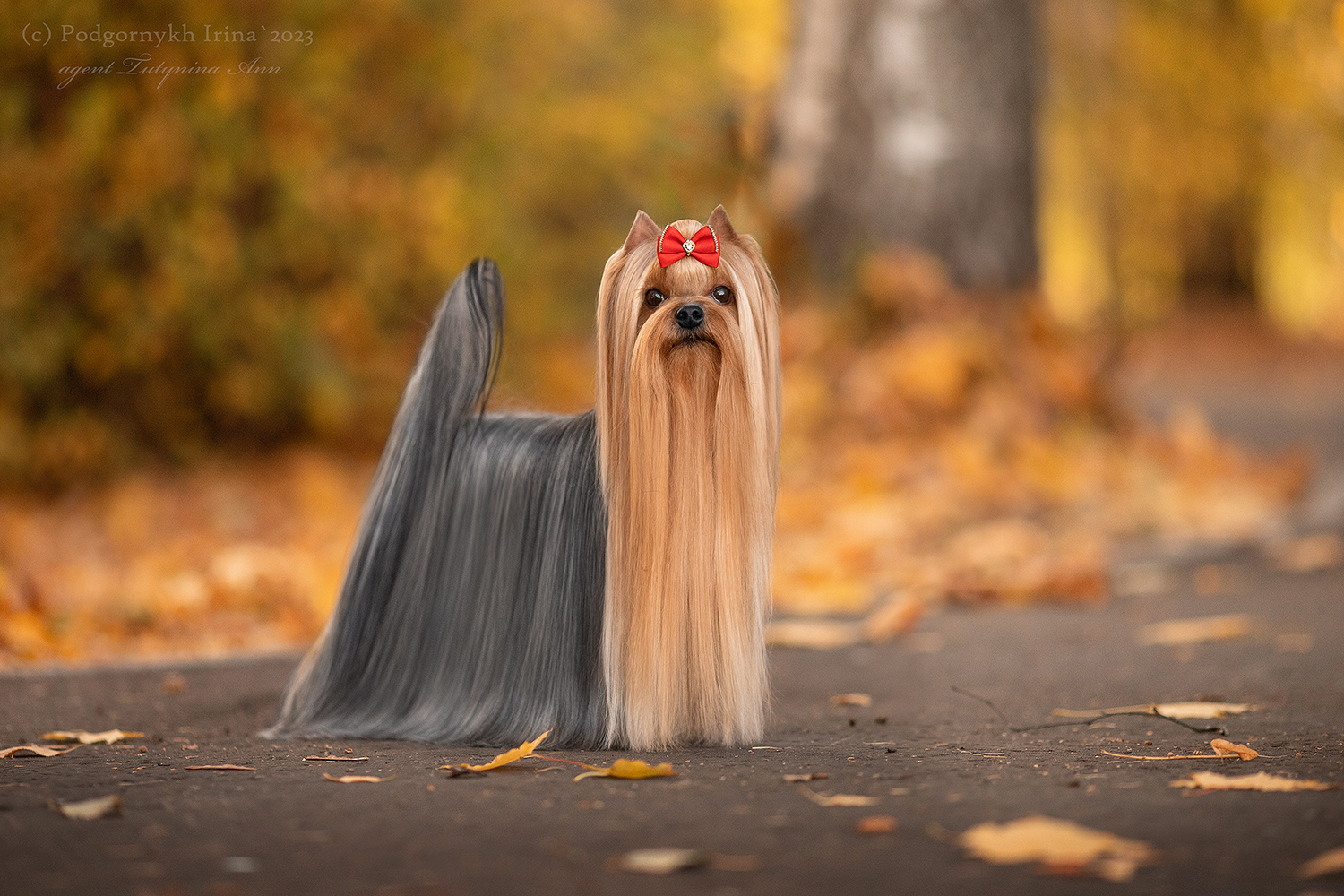 DALI KEY DALI KEY GALA &mdash; Labaza DogPedigree YorkshireTerrier