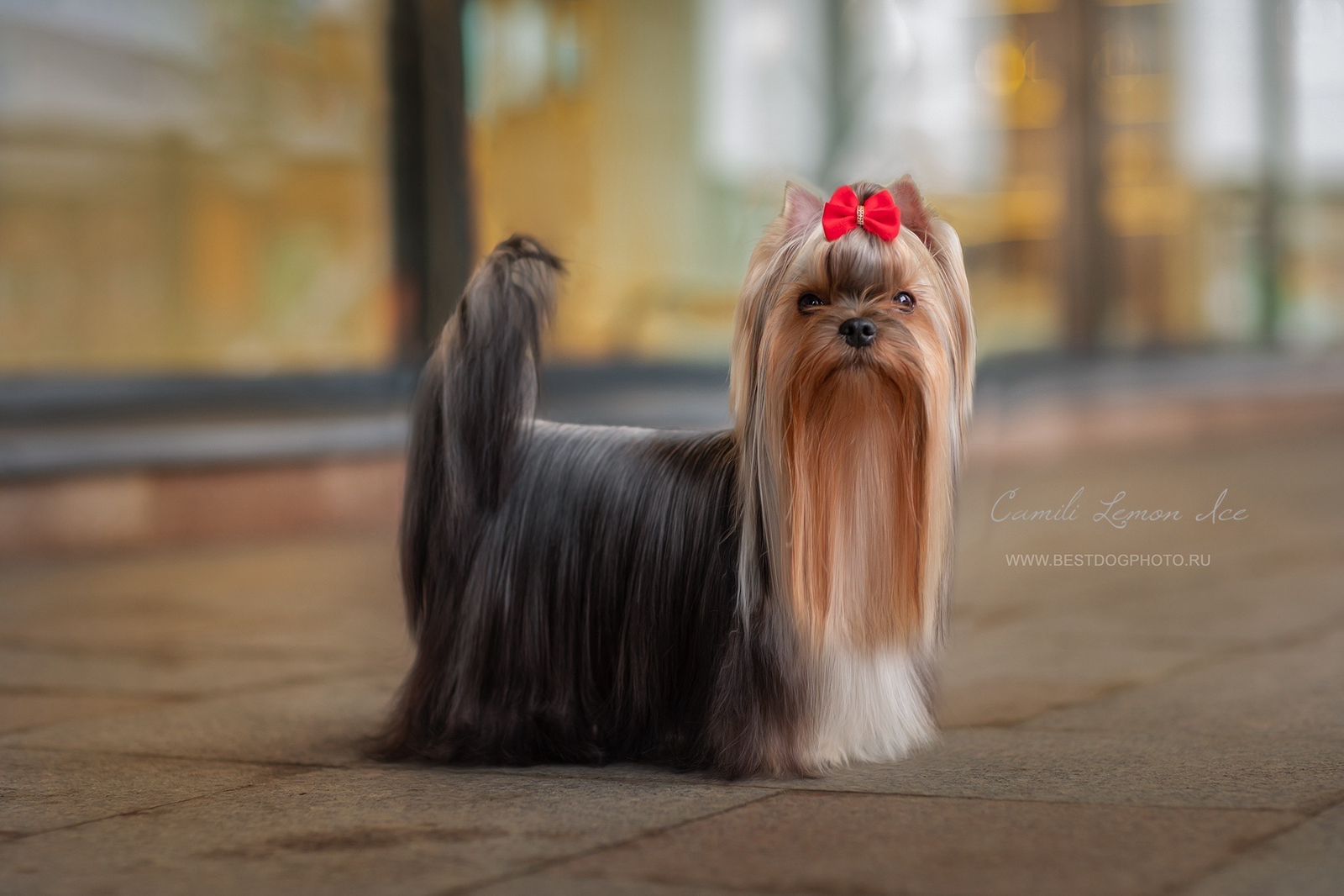Camili CAMILI LEMON ICE &mdash; Labaza DogPedigree YorkshireTerrier