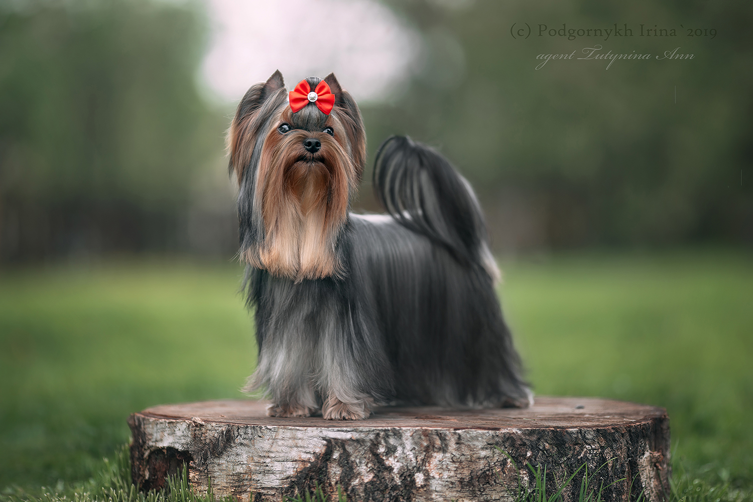  FAVOURITE WINNERS GALLA PREZENTACIJA &mdash; Labaza DogPedigree YorkshireTerrier
