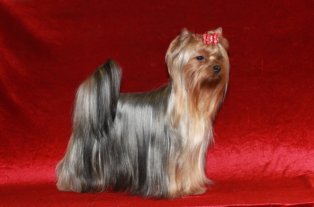  BRILLIANT ELIZAVETY ONLY YOU &mdash; Labaza DogPedigree YorkshireTerrier