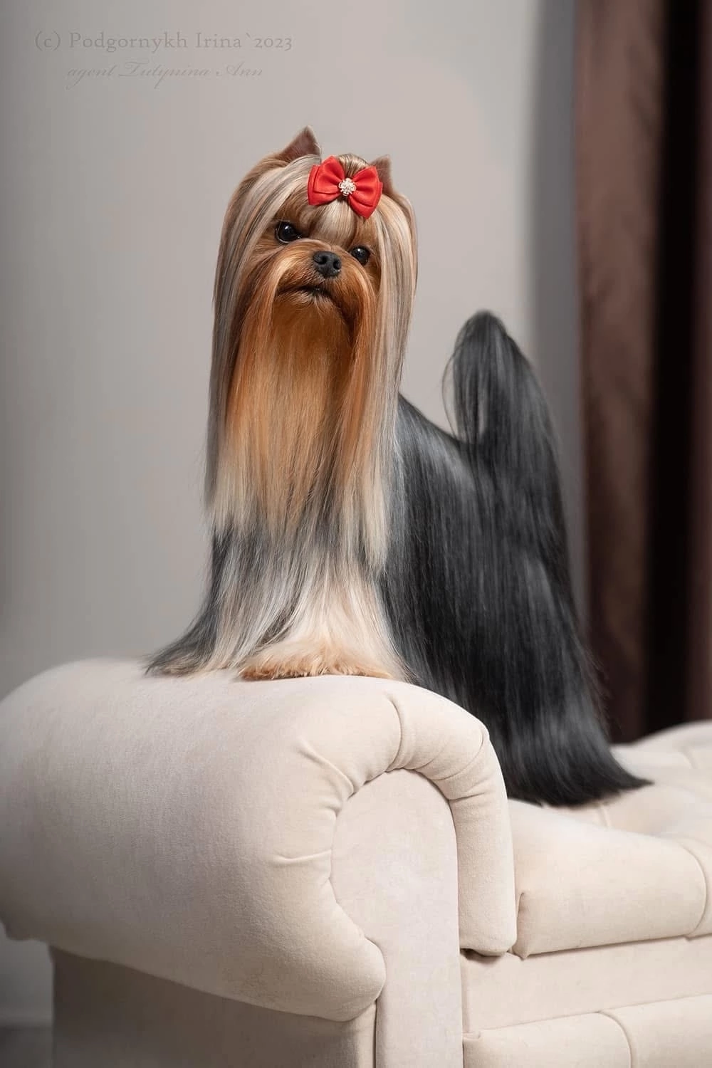 STREET FLASH STREET FLASH BABY DOLL &mdash; Labaza DogPedigree YorkshireTerrier