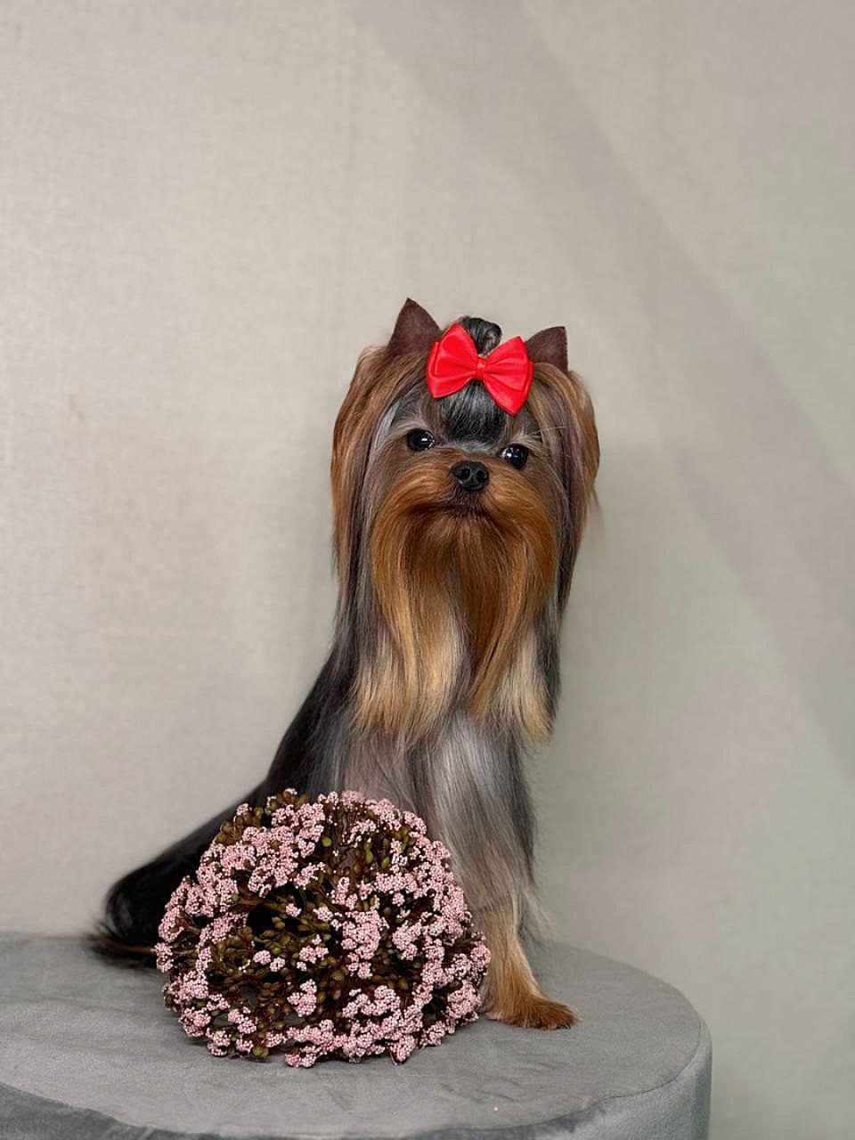 STREET FLASH GRILYAZH &mdash; Labaza DogPedigree YorkshireTerrier