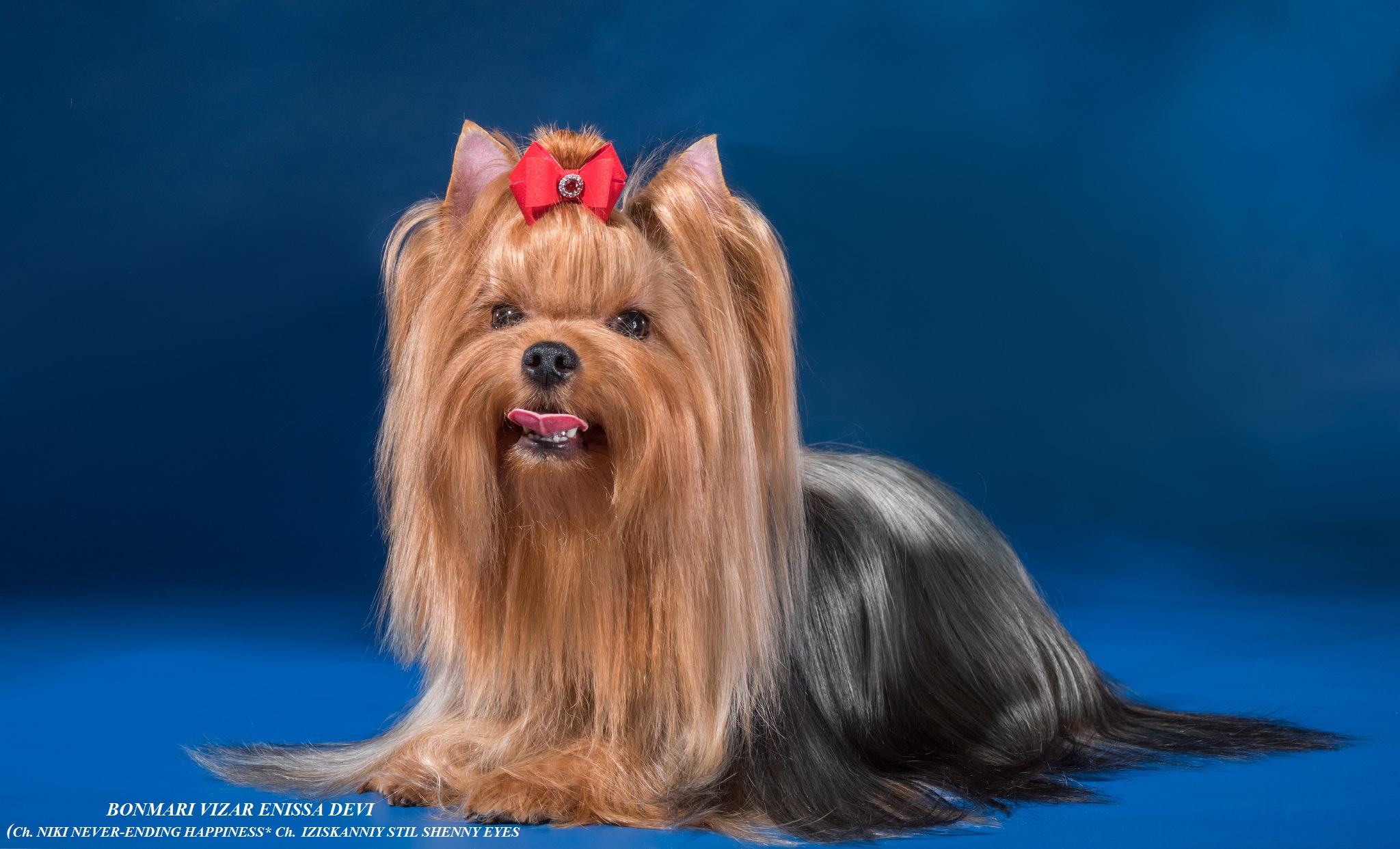 BONMARI VIZAR BONMARI VIZAR ENISSA DEVI &mdash; Labaza DogPedigree YorkshireTerrier