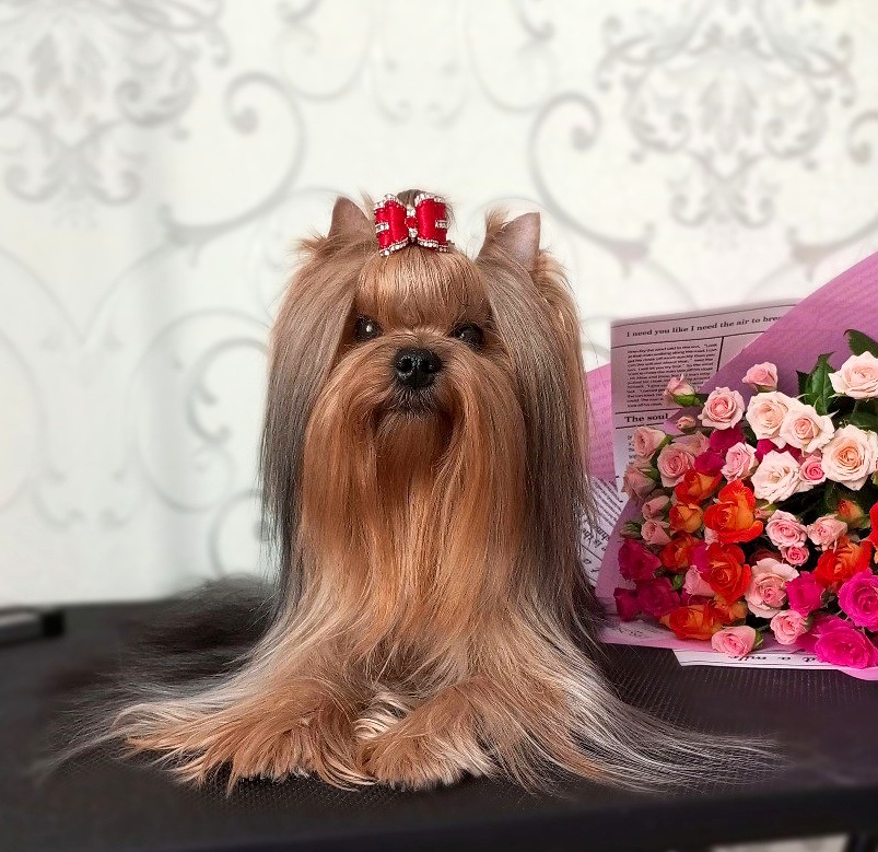  SHARMEL FEMME GLAMOUR DE LUXE &mdash; Labaza DogPedigree YorkshireTerrier