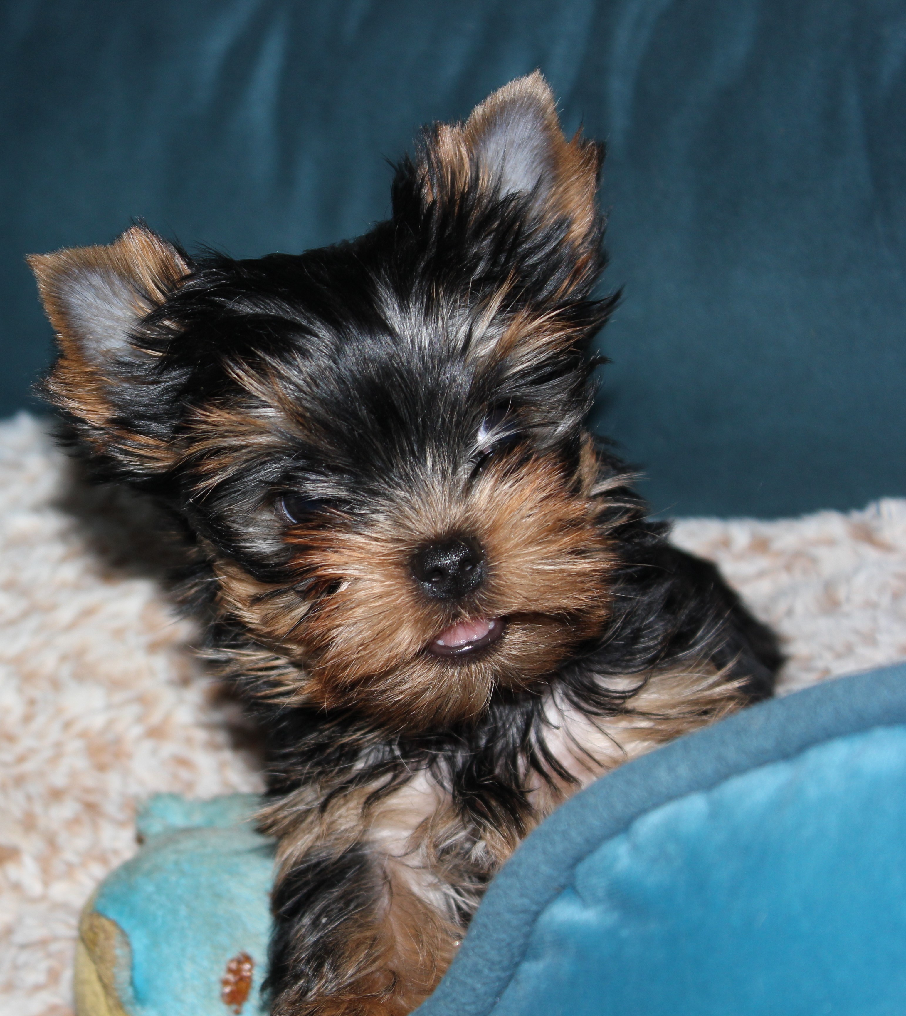 Silver flame SILVER FLAME STAR LIGHT &mdash; Labaza DogPedigree YorkshireTerrier