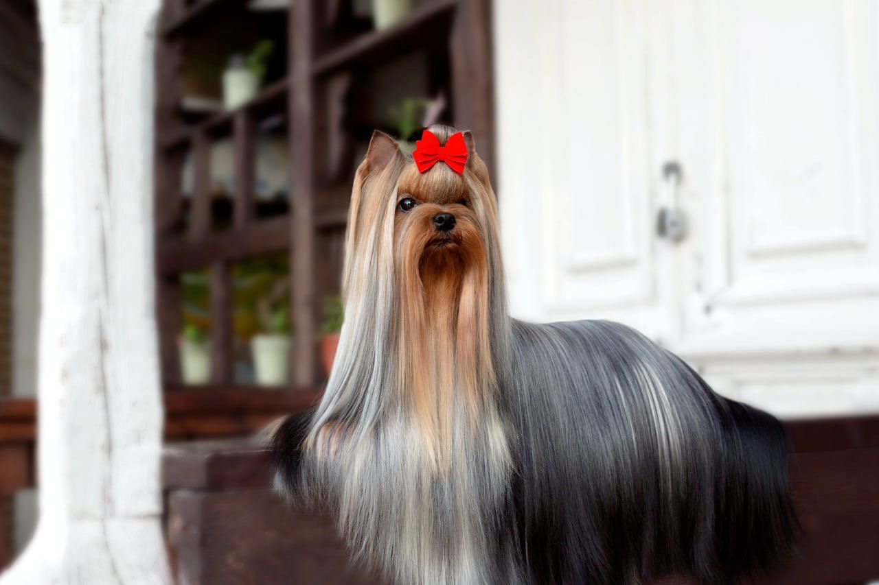 Primavera Incanta PRIMAVERA INCANTA GOLDMARIE &mdash; Labaza DogPedigree YorkshireTerrier