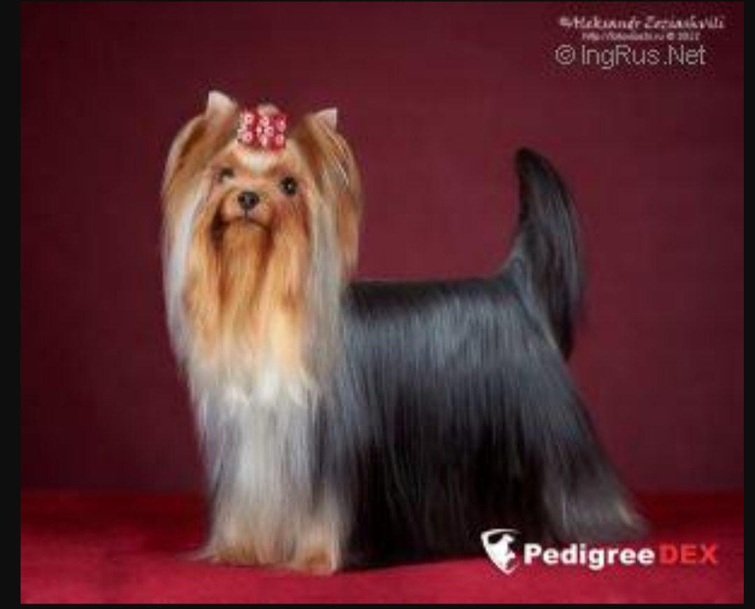  EUPHORIA'S RUSSIAN SENSATION &mdash; Labaza DogPedigree YorkshireTerrier