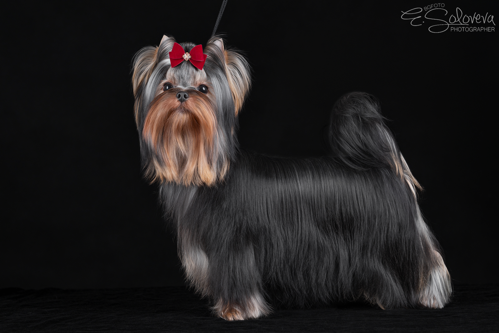 Majestic Force MAJESTIC FORCE ZENDAYA &mdash; Labaza DogPedigree YorkshireTerrier