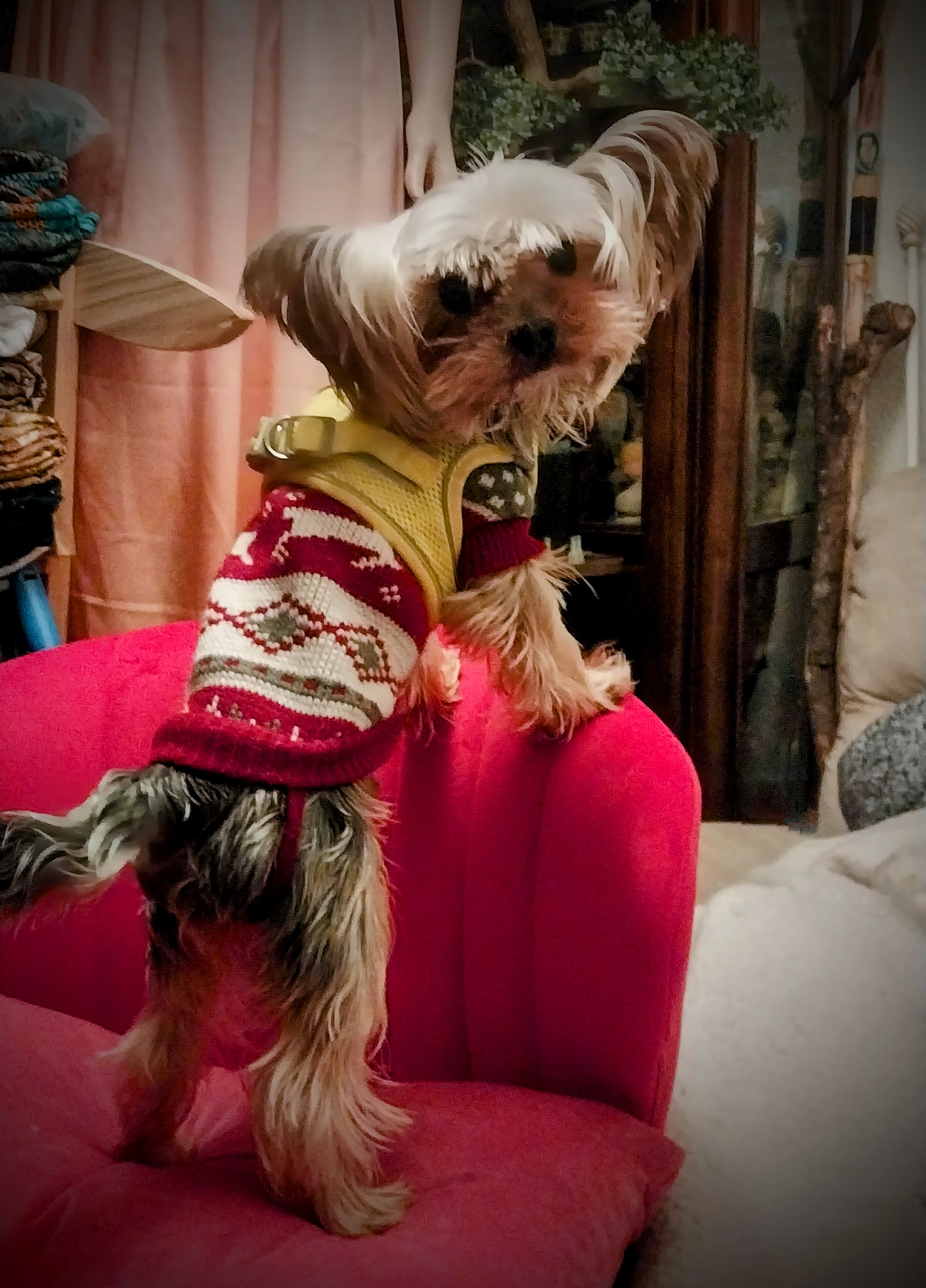 Laranta LARANTA BLUEMARINE &mdash; Labaza DogPedigree YorkshireTerrier