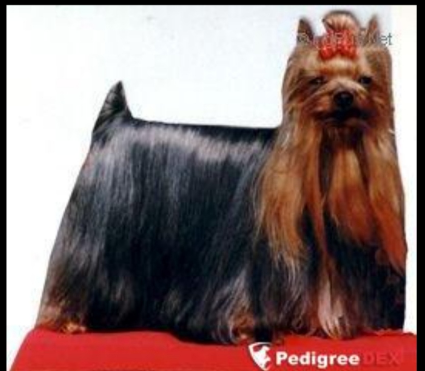 I'LOVE YOU DE LA PAM'POMMERAIE