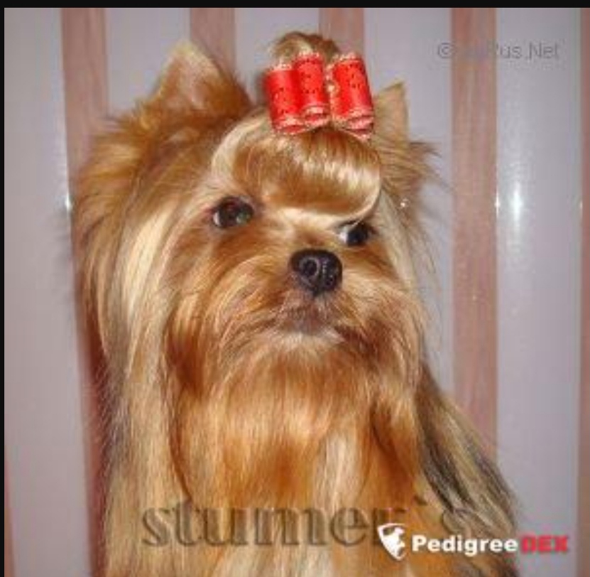  STJUMER'S FRESH RAFFAELLO &mdash; Labaza DogPedigree YorkshireTerrier