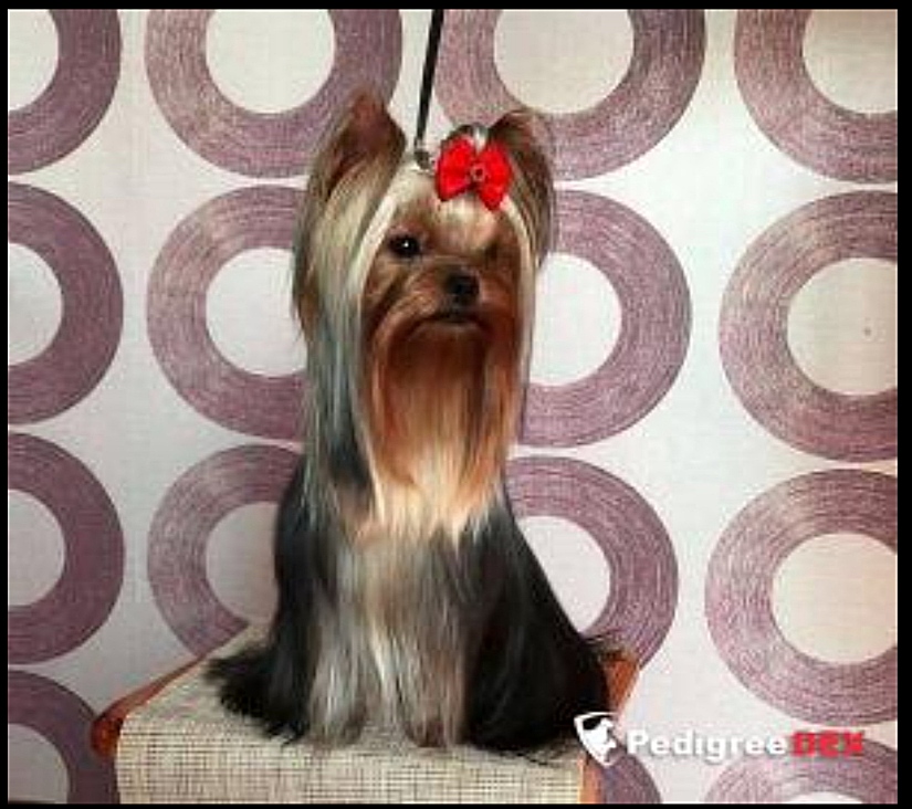 KISS STRIBRNE PRANI &mdash; Labaza DogPedigree YorkshireTerrier