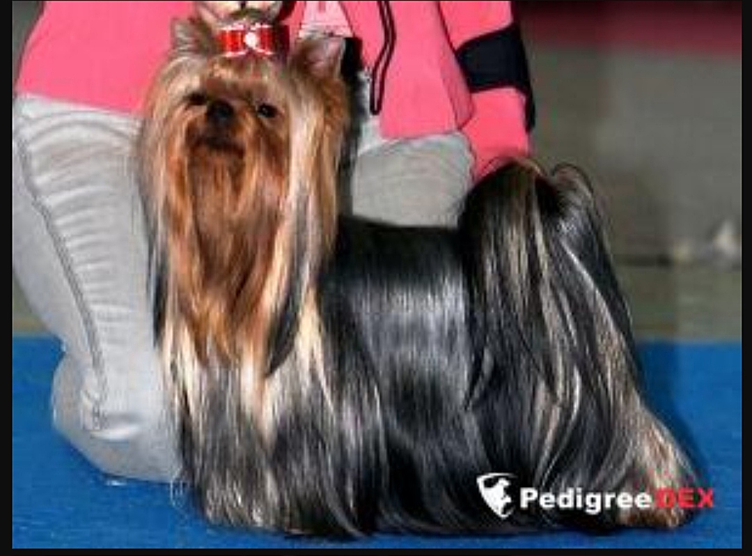  RUS MIRIAN STYLE ROYAL-ENJOY &mdash; Labaza DogPedigree YorkshireTerrier