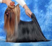  MINI SHOP NICE AND EASY &mdash; Labaza DogPedigree YorkshireTerrier