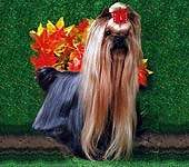  NEVSKIY TALISMAN GRETA &mdash; Labaza DogPedigree YorkshireTerrier