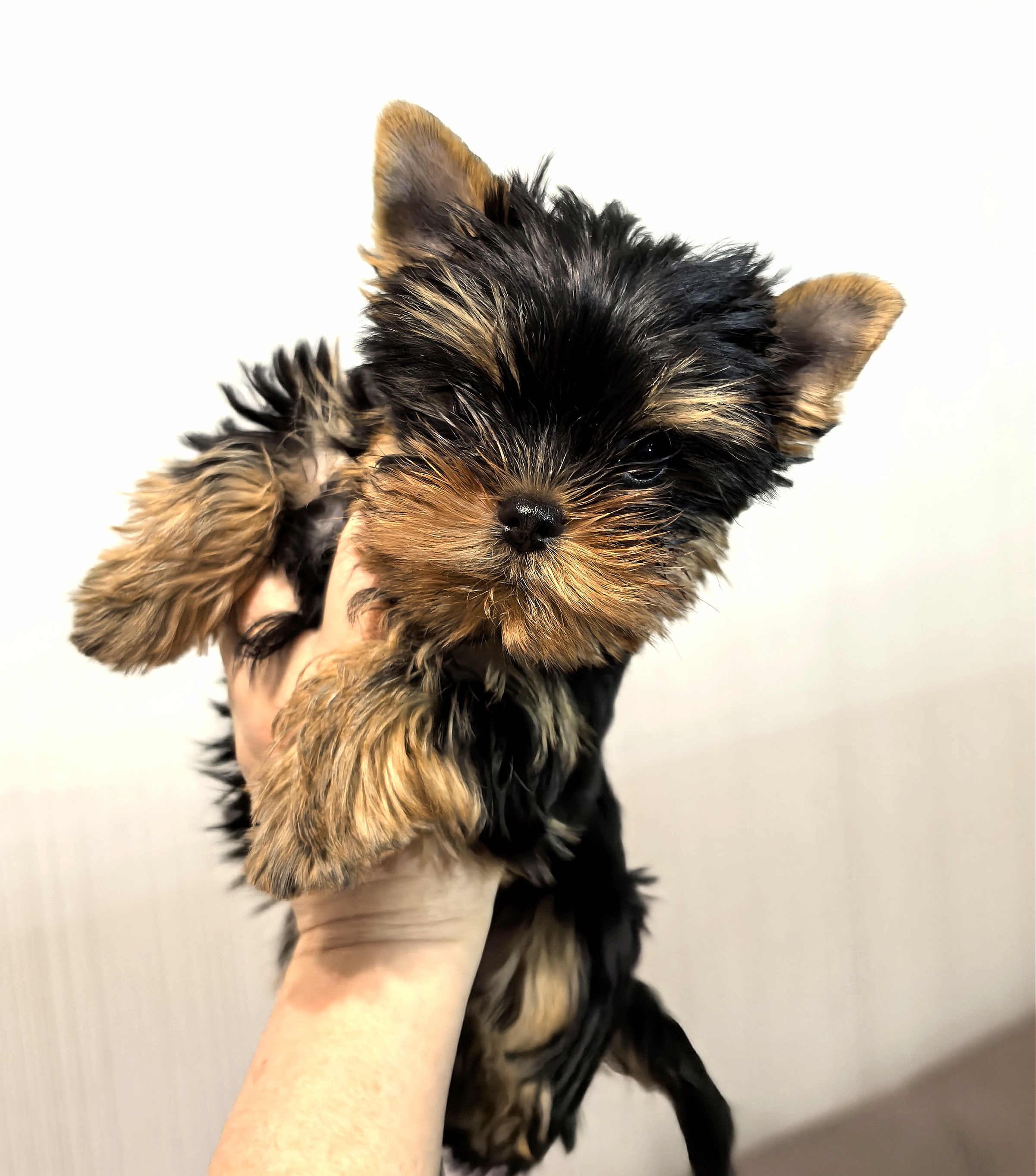 BUNNY BELL BUNNY BELL LIMITED EDITION &mdash; Labaza DogPedigree YorkshireTerrier