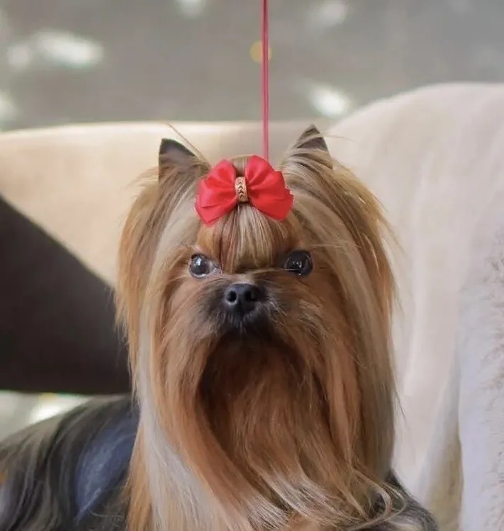 hold_gold_star &mdash; Labaza DogPedigree YorkshireTerrier