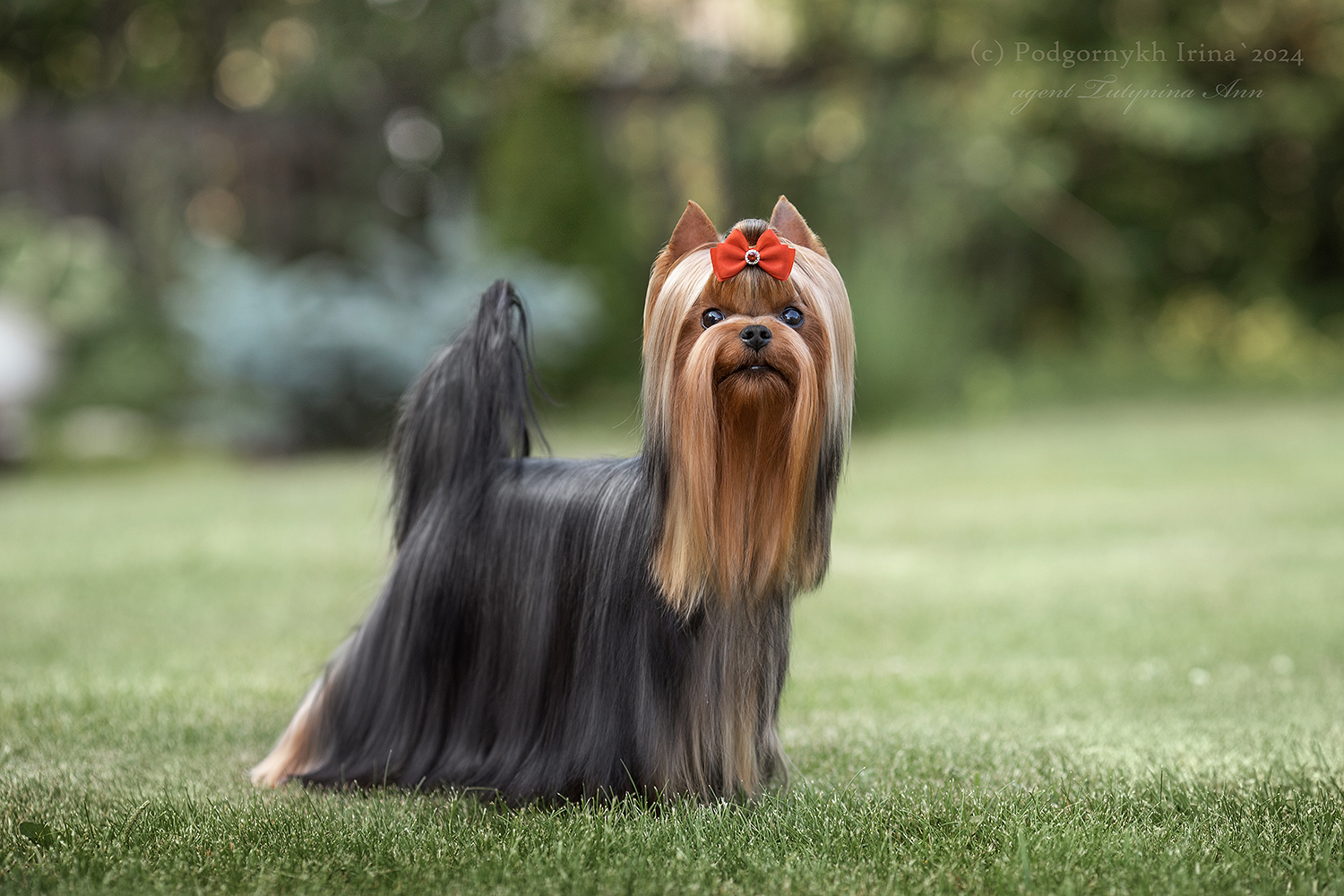 DE LUX MARYI ROX DE LUX MARYI ROX BARNI &mdash; Labaza DogPedigree YorkshireTerrier