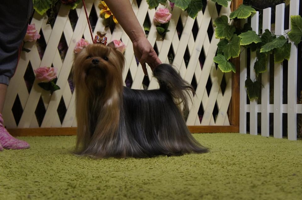 DE LUX MARYI ROX DE LUX MARYI ROX CHISPA DEL FUEGO &mdash; Labaza DogPedigree YorkshireTerrier