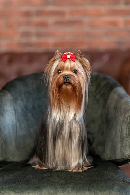 DE LUX MARYI ROX KEROLAIN &mdash; Labaza DogPedigree YorkshireTerrier