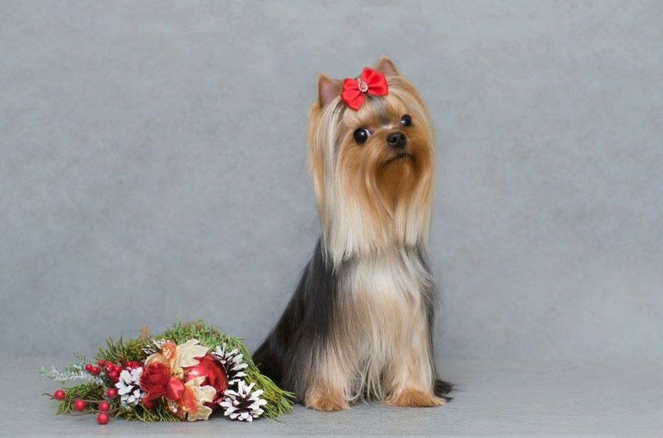 DE LUX MARYI ROX DE LUX MARYI ROX ORHIDEA &mdash; Labaza DogPedigree YorkshireTerrier