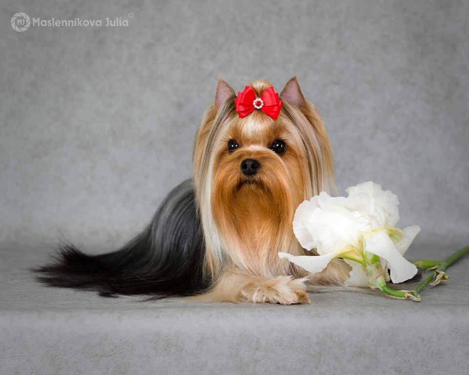  NICOLE KOKETKA MON AMI &mdash; Labaza DogPedigree YorkshireTerrier