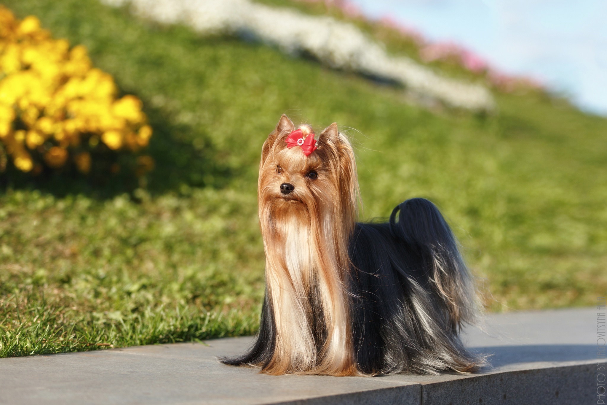 COLD JEWEL MY SENSATION &mdash; Labaza DogPedigree YorkshireTerrier