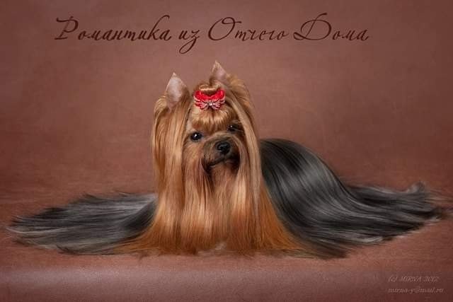 ROMANTIKA IZ OTCHEGO DOMA &mdash; Labaza DogPedigree YorkshireTerrier