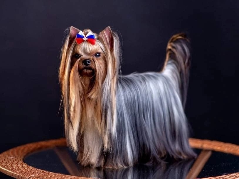  DE LUX MARYI ROX EMIR &mdash; Labaza DogPedigree YorkshireTerrier