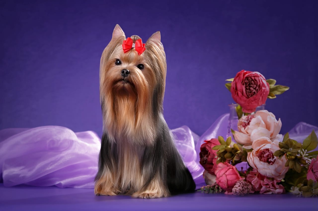  FASHION BOUTIQUE ADELKA &mdash; Labaza DogPedigree YorkshireTerrier