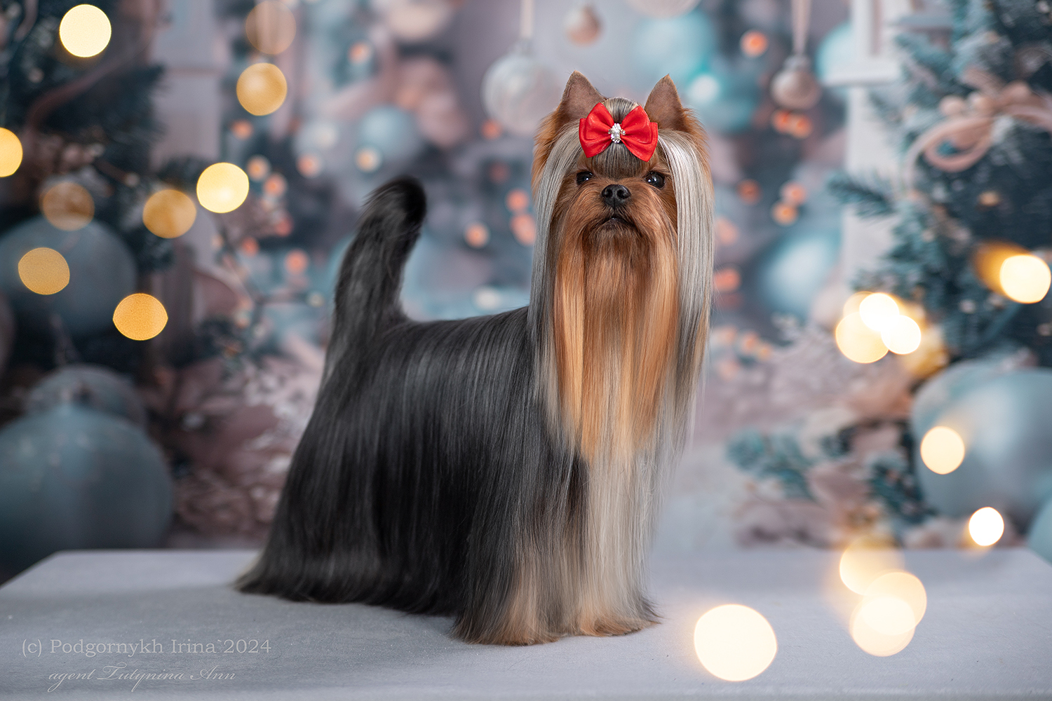 DE LUX MARYI ROX DE LUX MARYI ROX DGHASTIN &mdash; Labaza DogPedigree YorkshireTerrier