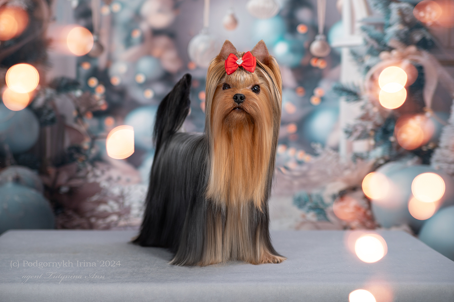 DE LUX MARYI ROX DE LUX MARYI ROX DEIA УДАЛИТЬ &mdash; Labaza DogPedigree YorkshireTerrier