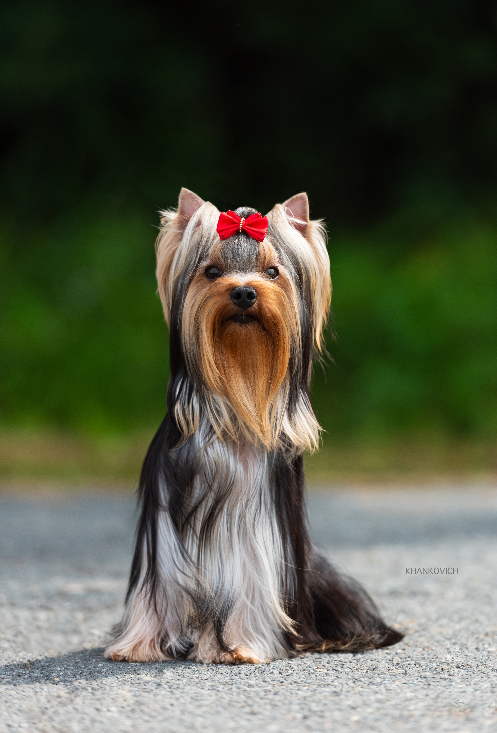 Manris Le Bri MANRIS LE BRI RON FOLLOWING THE MAGIC &mdash; Labaza DogPedigree YorkshireTerrier