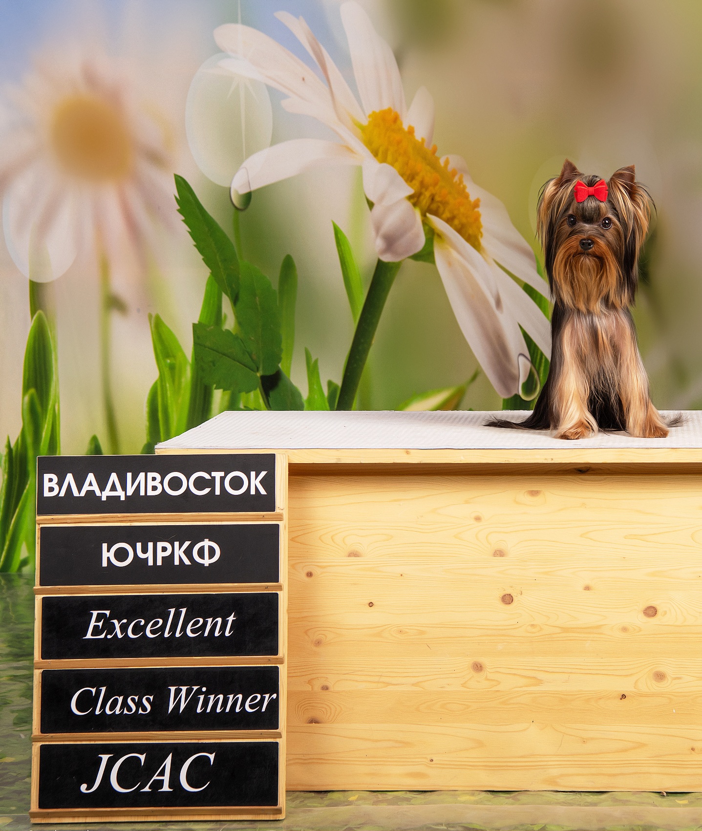 Manris Le Bri MANRIS LE BRI RAN LONG-AWAITED EXCLUSIVE &mdash; Labaza DogPedigree YorkshireTerrier