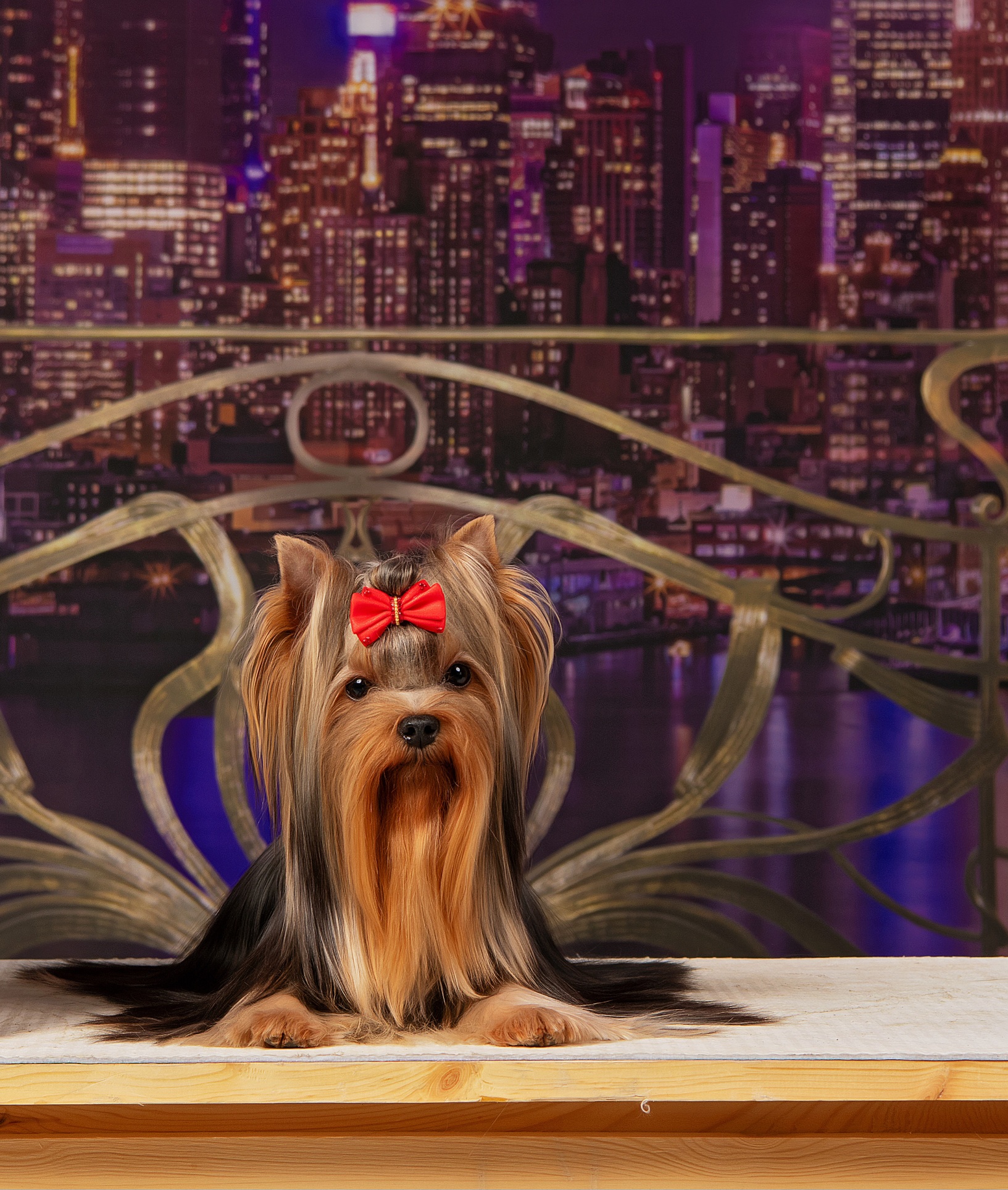 Manris Le Bri MARINES LE BRI RIN LUMINOUS PERFECTION &mdash; Labaza DogPedigree YorkshireTerrier