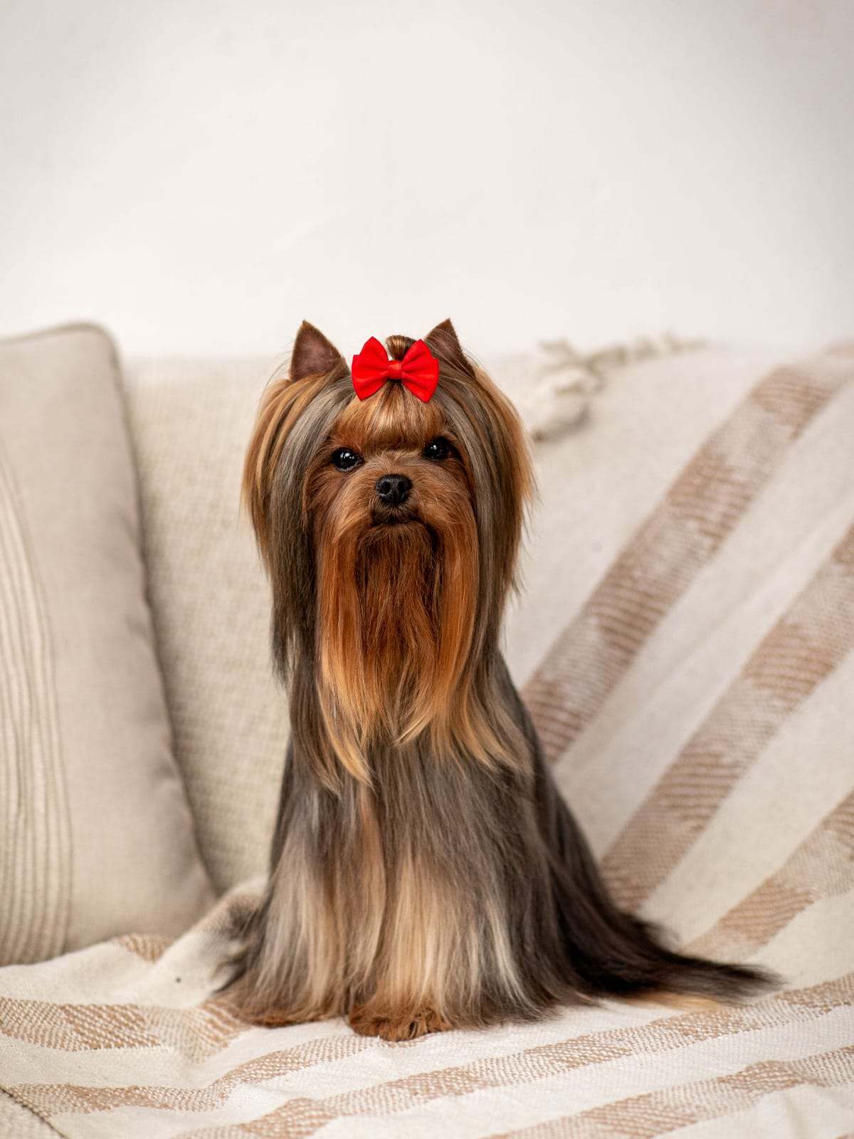 DE LUX MARYI ROX DE LUX MARYI ROX ORNELIYA &mdash; Labaza DogPedigree YorkshireTerrier