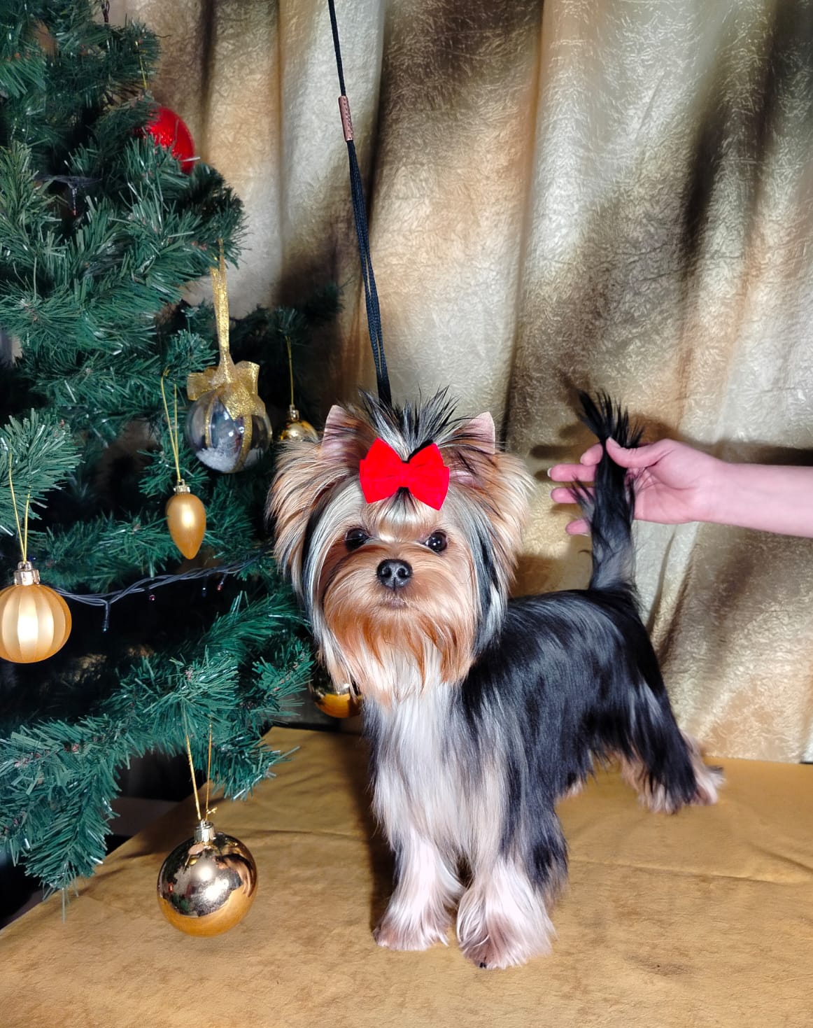 DE LUX MARYI ROX ZLATOSLAWA &mdash; Labaza DogPedigree YorkshireTerrier