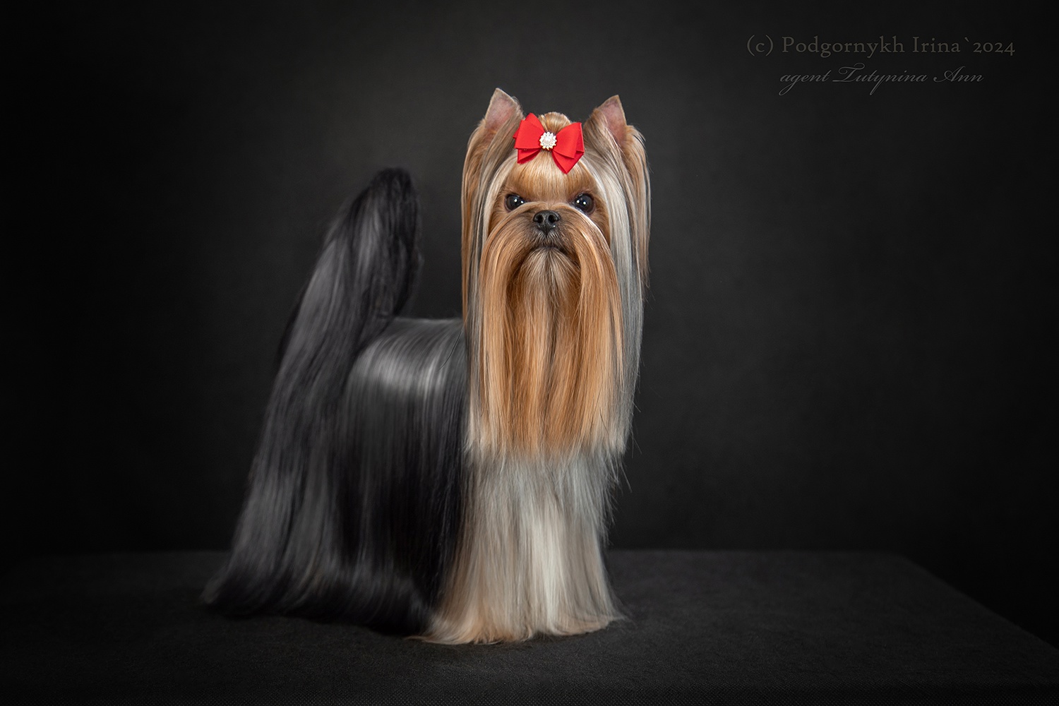DE LUX MARYI ROX DE LUX MARYI ROX ELIZABET &mdash; Labaza DogPedigree YorkshireTerrier