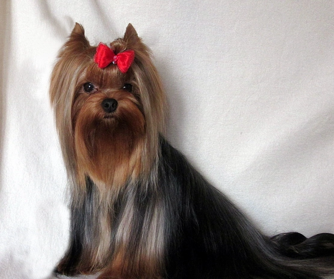  IMP IN SKIRT GERMES &mdash; Labaza DogPedigree YorkshireTerrier