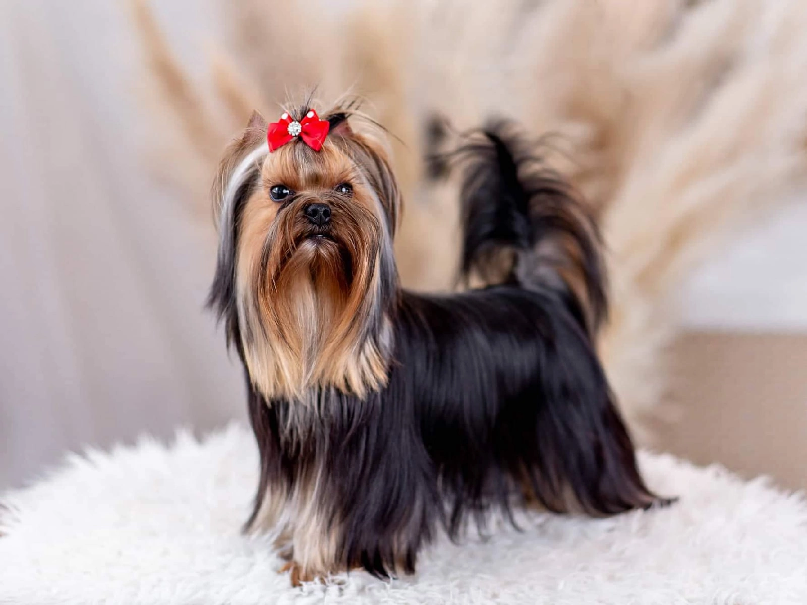 DE LUX MARYI ROX DE LUX MARYI ROX ISABELLA &mdash; Labaza DogPedigree YorkshireTerrier