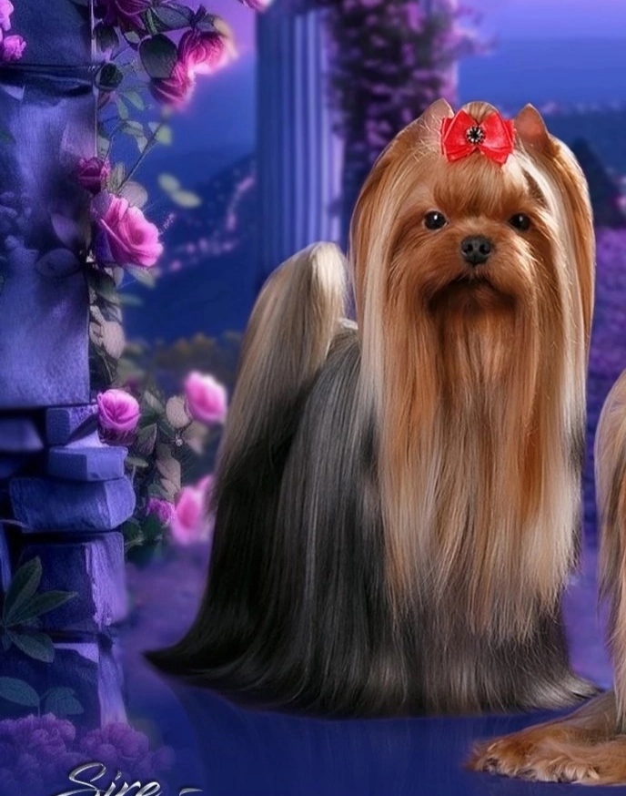  LIFE IMAGE JEAN RENO &mdash; Labaza DogPedigree YorkshireTerrier