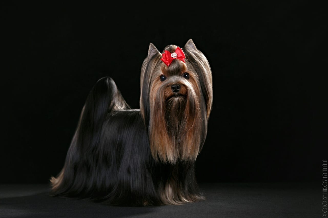  OCTAVIA HOLIDAY FO MI &mdash; Labaza DogPedigree YorkshireTerrier