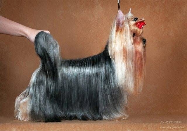 LAMBORDZHINI GOLDEN LEDI IZ DOMA KASSIDI