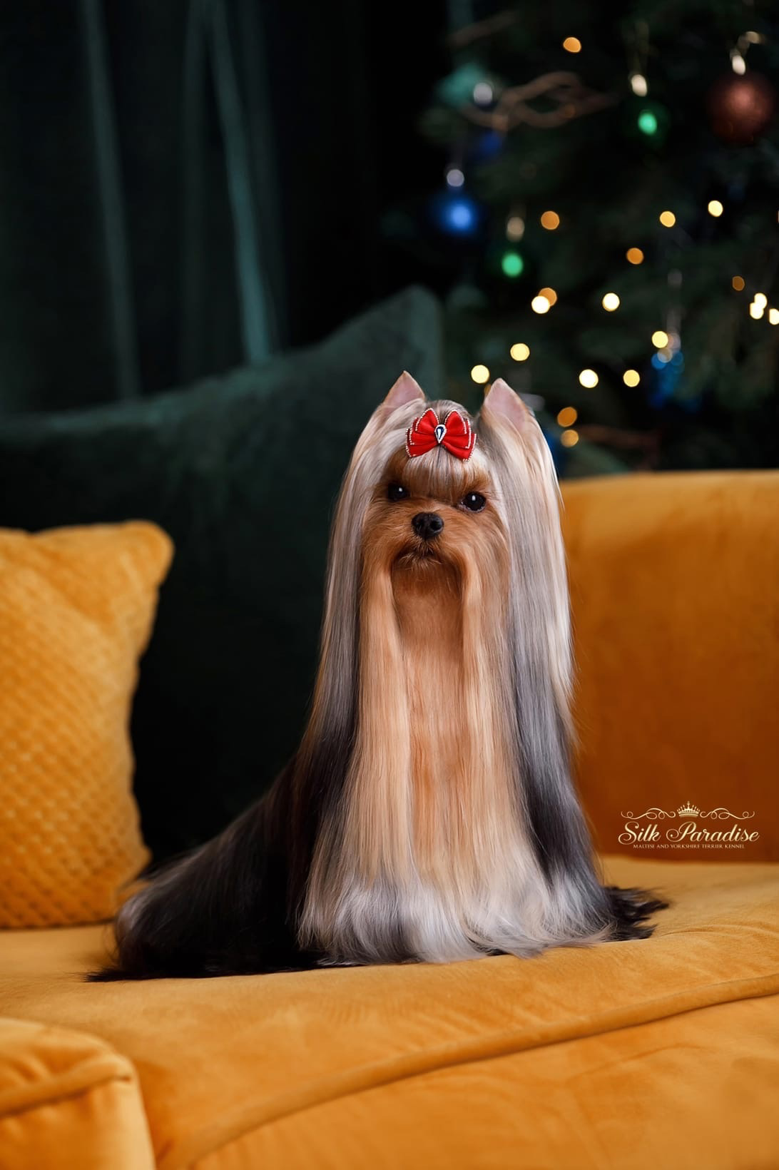 Silk Paradise SILK PARADISE LUTHER &mdash; Labaza DogPedigree YorkshireTerrier