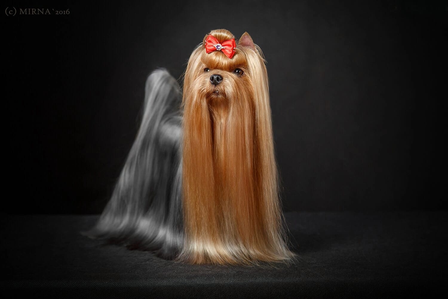 FAVORITE WINNERS NUMBER ONE &mdash; Labaza DogPedigree YorkshireTerrier