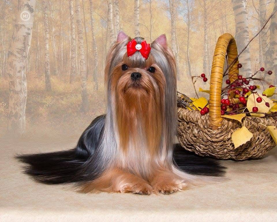 STREET FLASH MAGOR &mdash; Labaza DogPedigree YorkshireTerrier