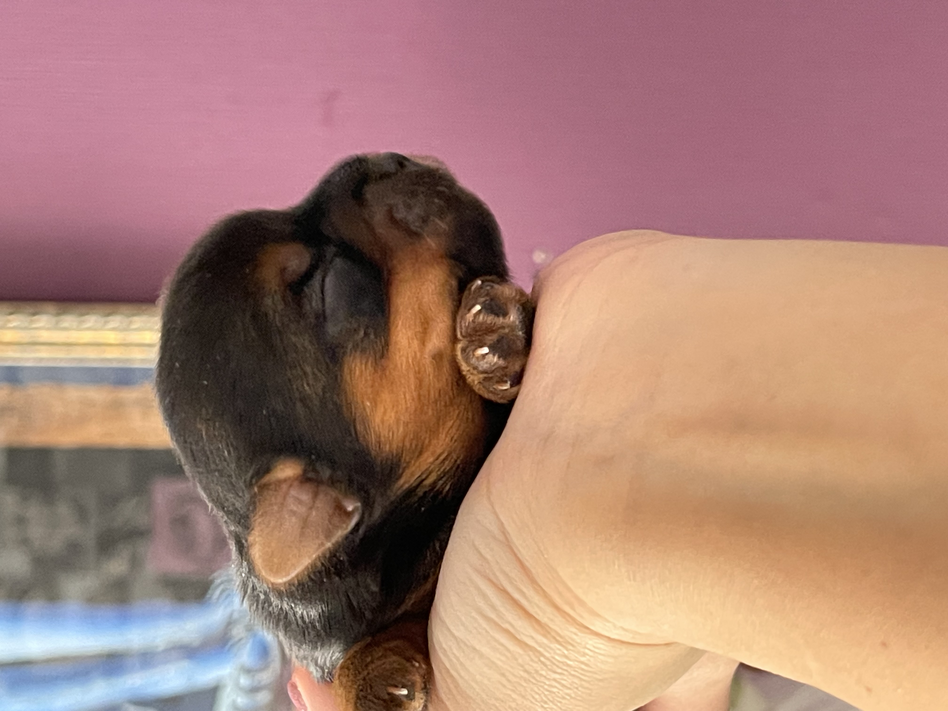 Minbaeva &mdash; Labaza DogPedigree YorkshireTerrier
