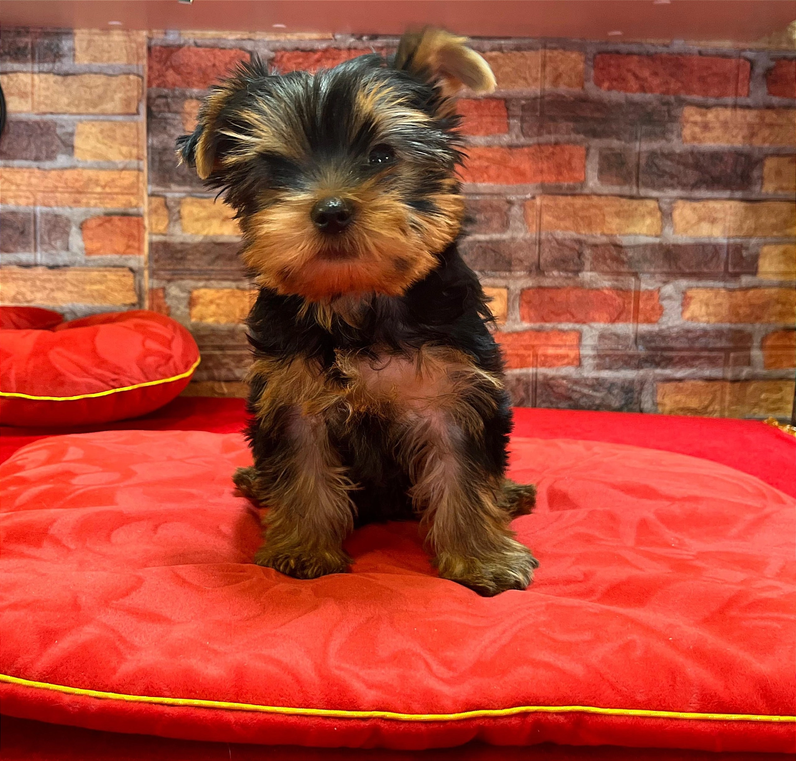 As'Torria Life AS'TORRIA LIFE CHEYZ-TEKEO ESIA &mdash; Labaza DogPedigree YorkshireTerrier