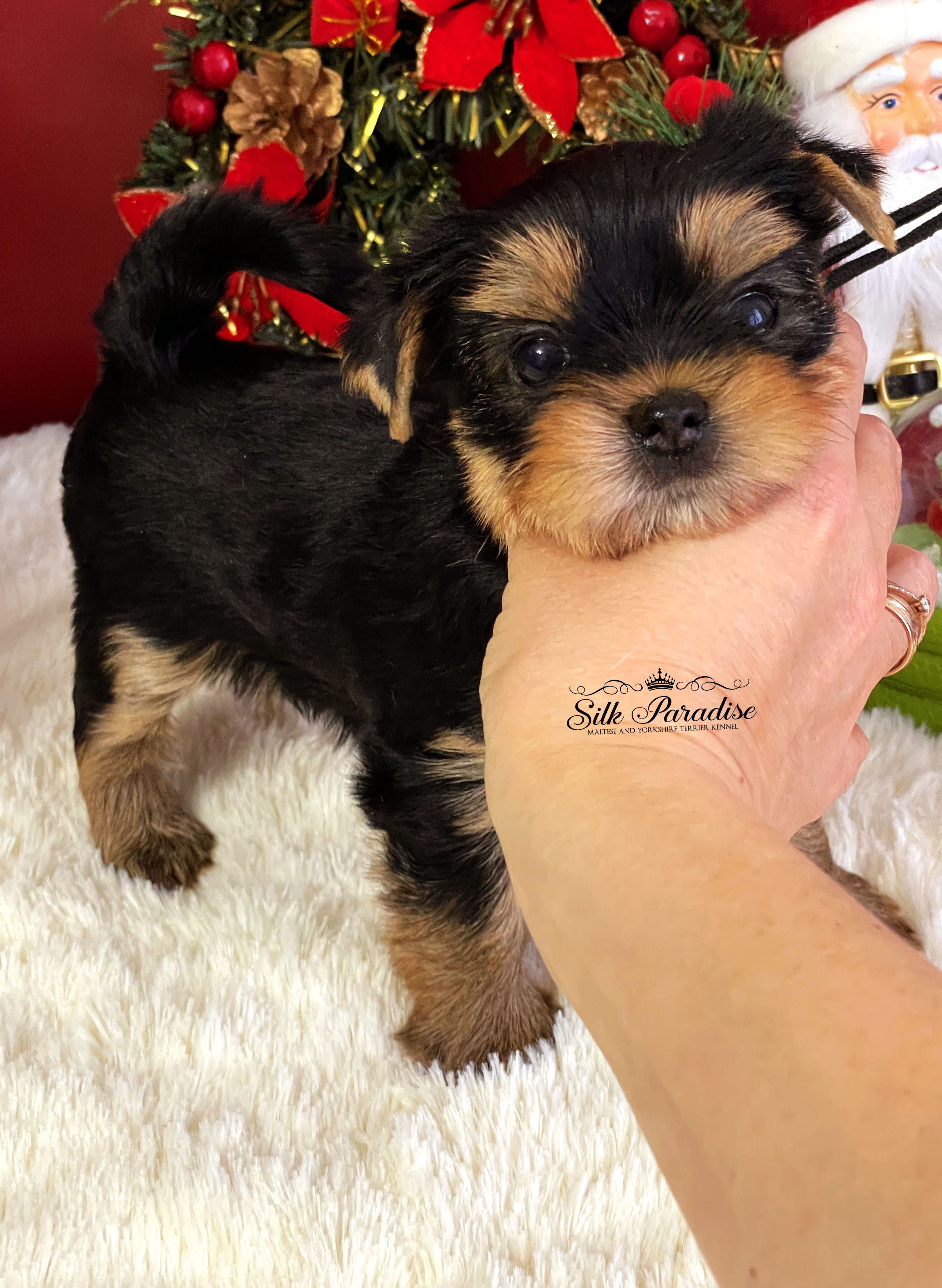 Silk Paradise SILK PARADISE ARON &mdash; Labaza DogPedigree YorkshireTerrier