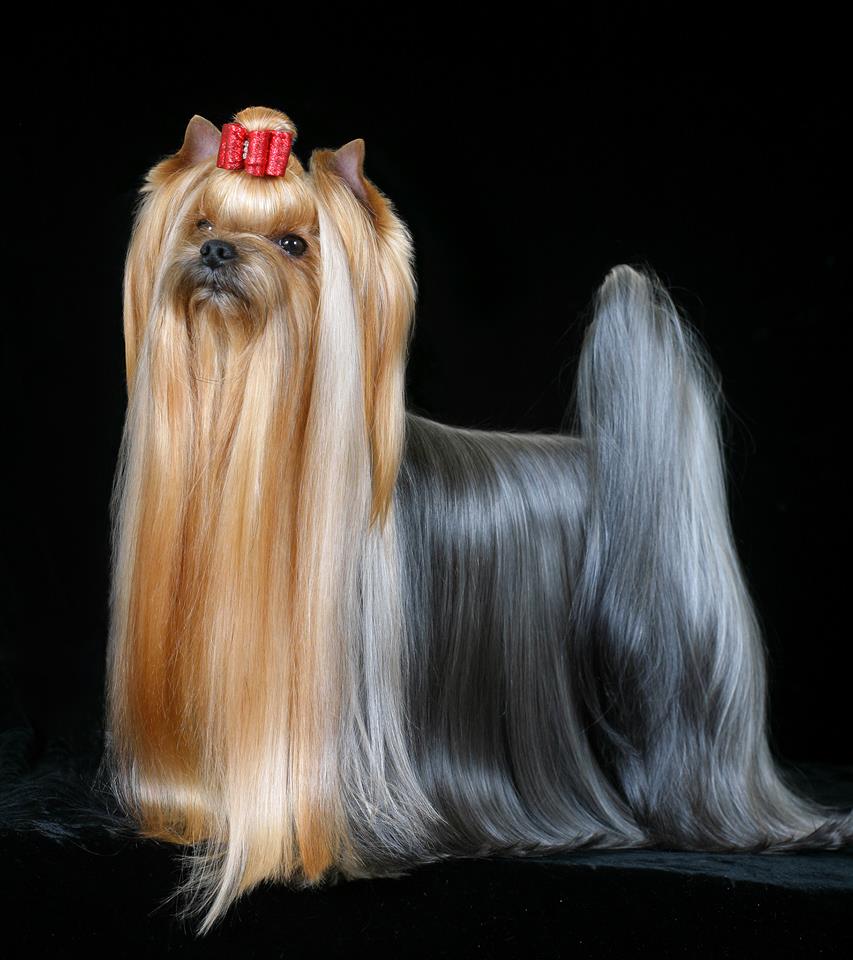 NOTABENE &mdash; Labaza DogPedigree YorkshireTerrier